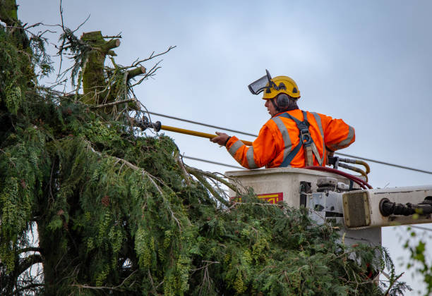 Best Tree Cabling and Bracing  in Lorton, VA