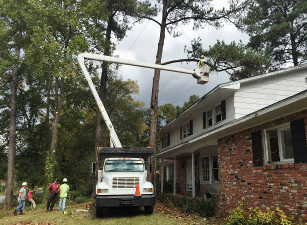 Best Hazardous Tree Removal  in Lorton, VA