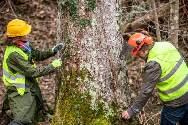 How Our Tree Care Process Works  in  Lorton, VA