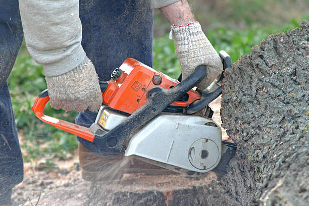 Best Arborist Consultation Services  in Lorton, VA