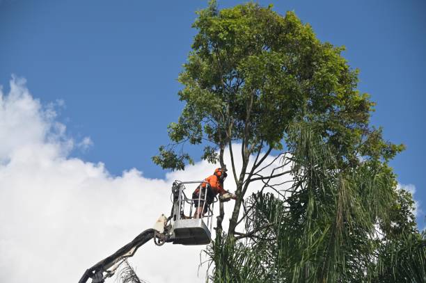 Best Tree Risk Assessment  in Lorton, VA