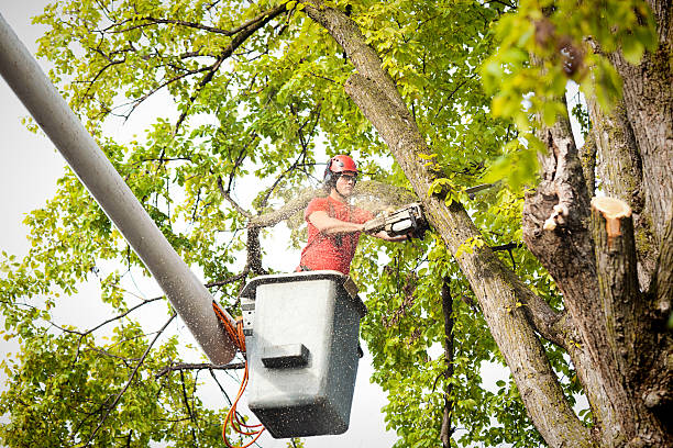 Best Fruit Tree Pruning  in Lorton, VA