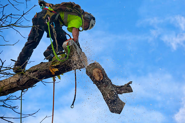 Best Stump Grinding and Removal  in Lorton, VA