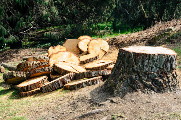 Reliable Lorton, VA Tree Removal Services Solutions